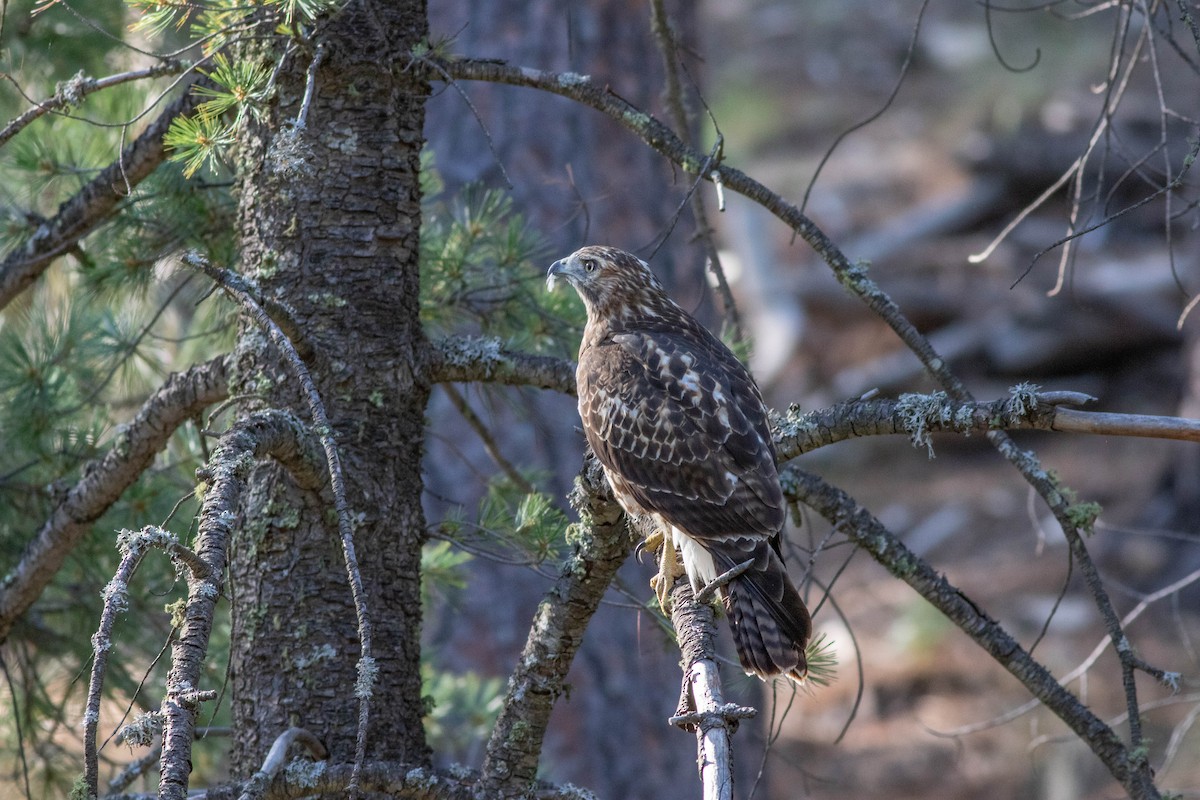 Red-tailed Hawk - ML175655671