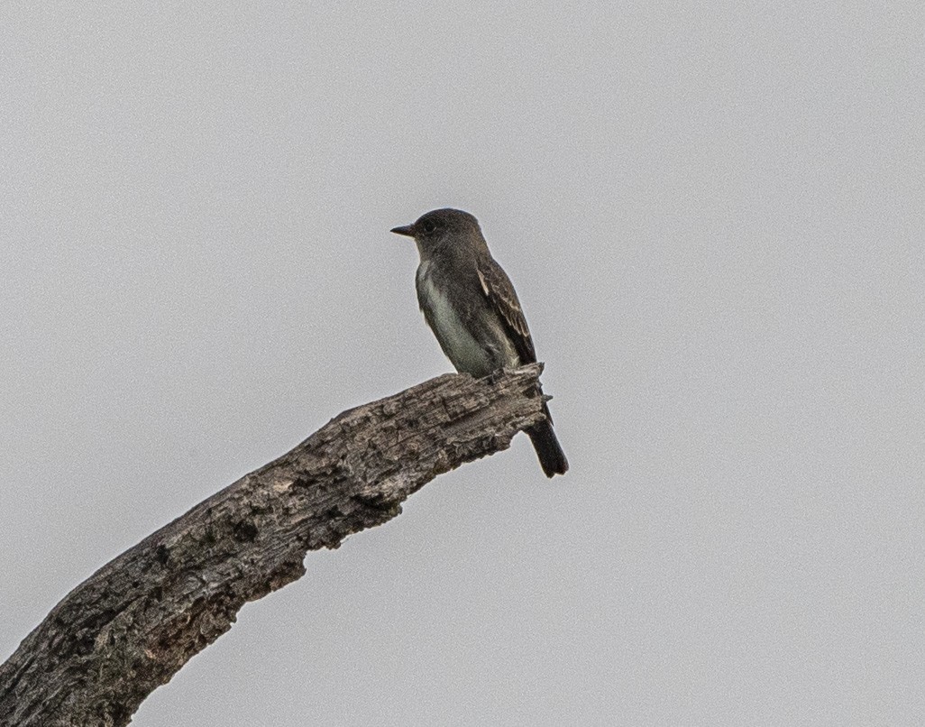 Olive-sided Flycatcher - John Longhenry