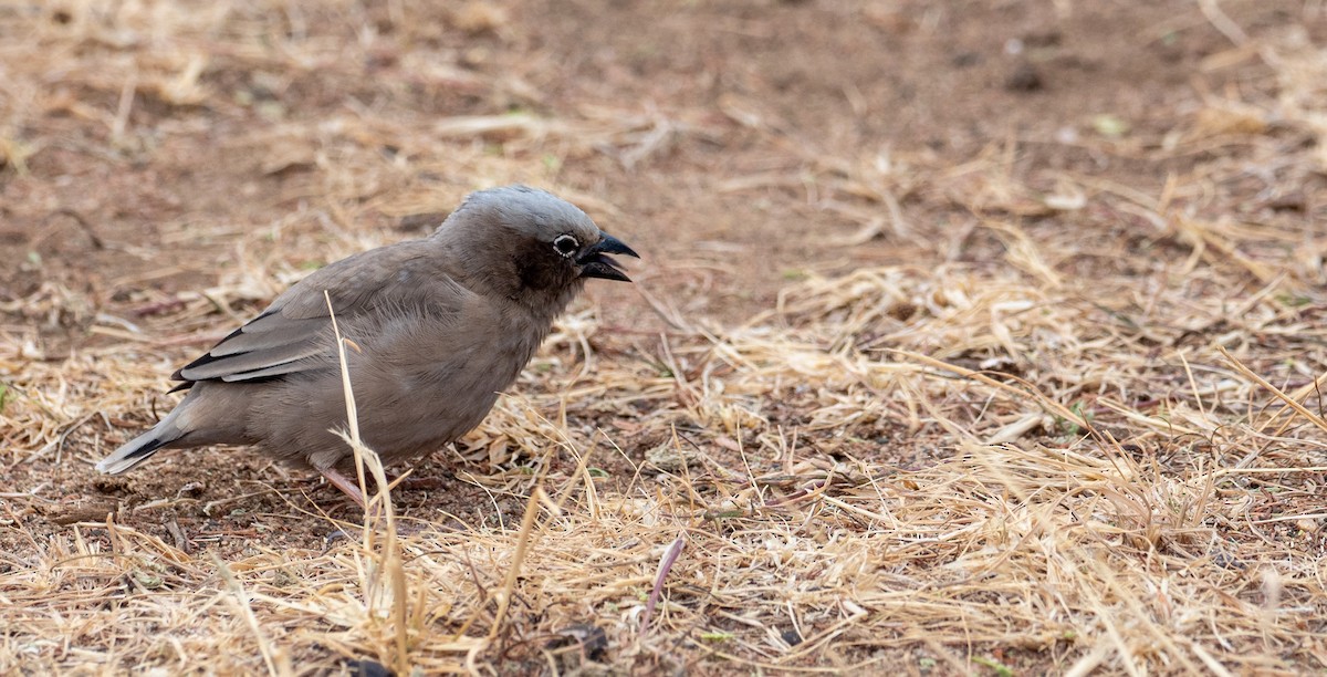 Gray-headed Social-Weaver - Forest Botial-Jarvis