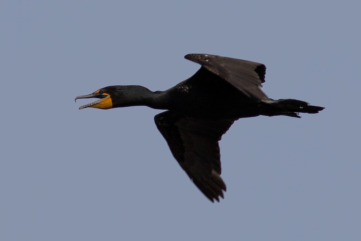 Double-crested Cormorant - Tom Blevins