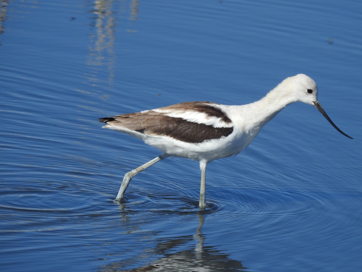 Avoceta Americana - ML175657921