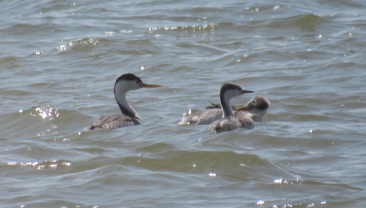 Clark's Grebe - Joel Jorgensen