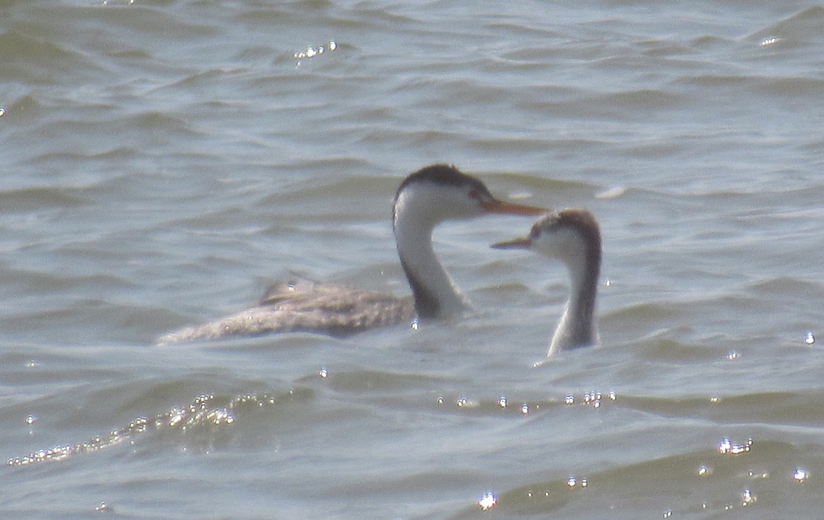 Clark's Grebe - Joel Jorgensen