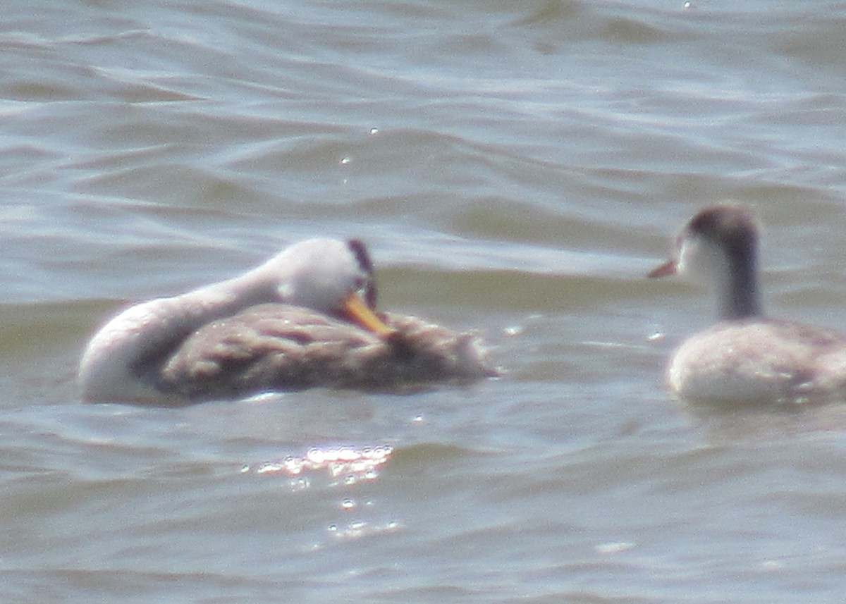 Clark's Grebe - Joel Jorgensen