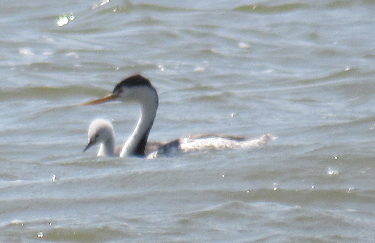 Clark's Grebe - Joel Jorgensen