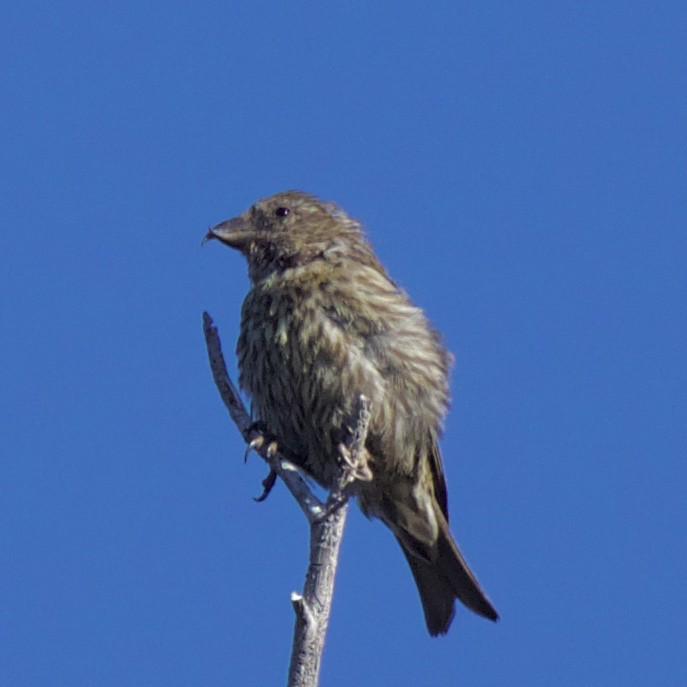 Red Crossbill - ML175658141