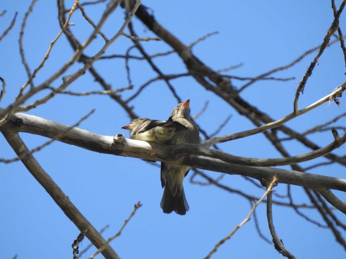 Western Wood-Pewee - Robert Wooley