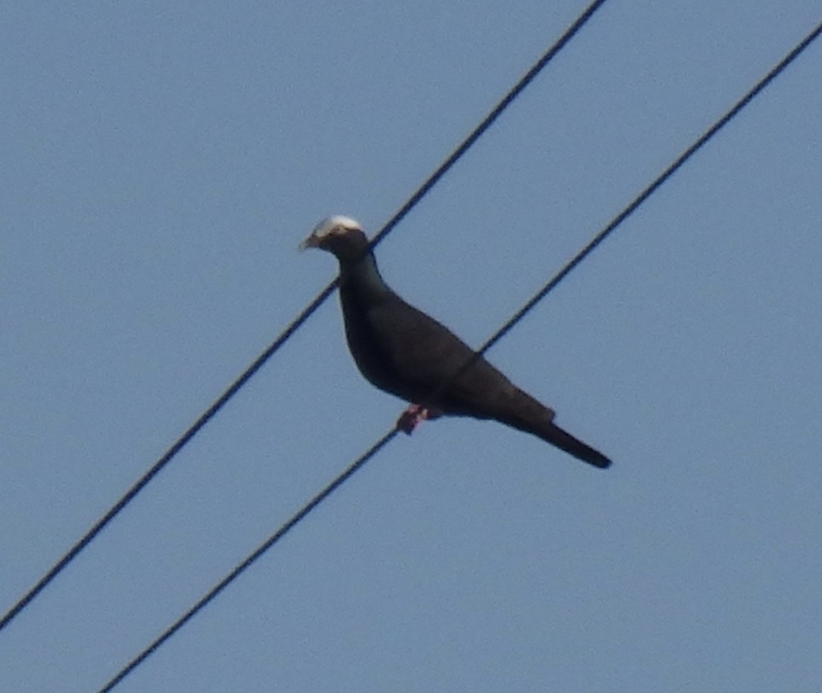 White-crowned Pigeon - ML175662121