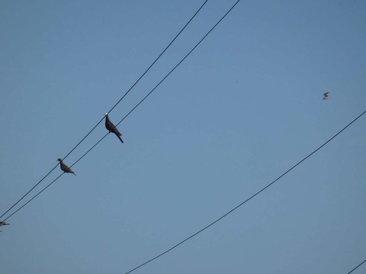 Pigeon à couronne blanche - ML175662141