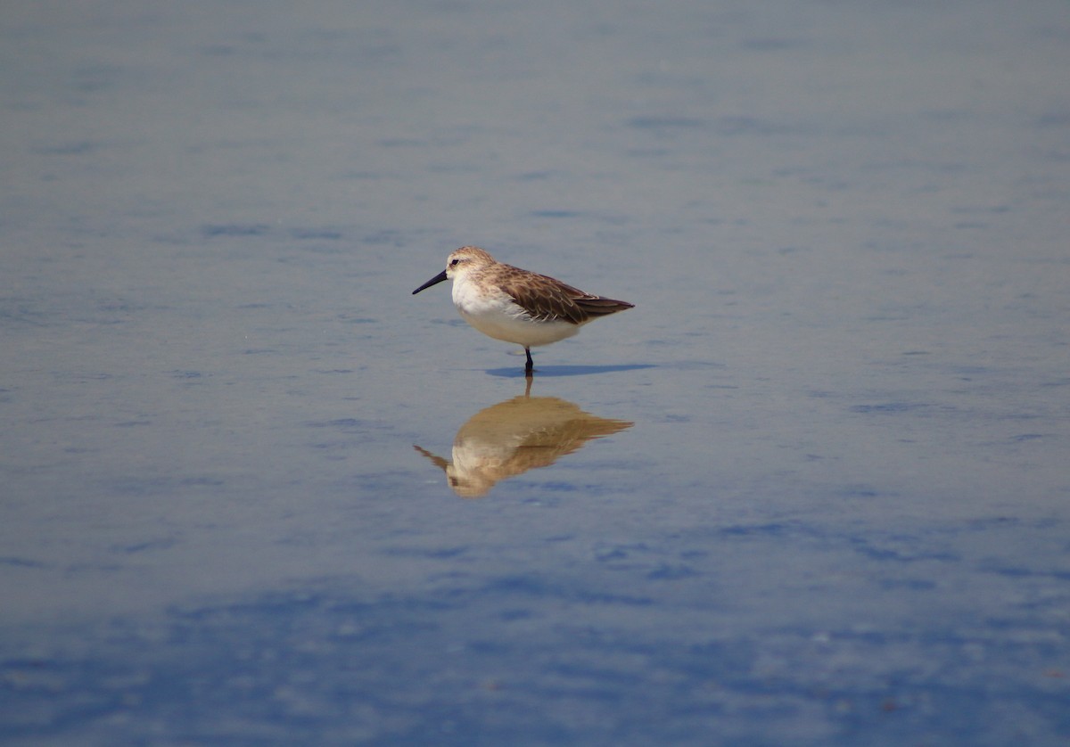 Western Sandpiper - ML175663391