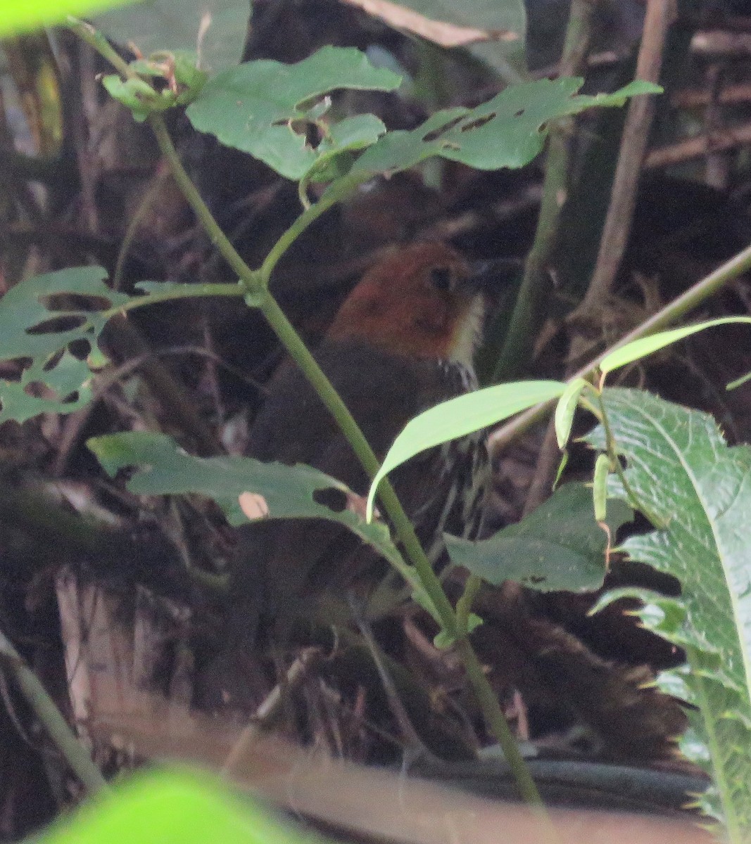 Chestnut-crowned Antpitta - ML175664811