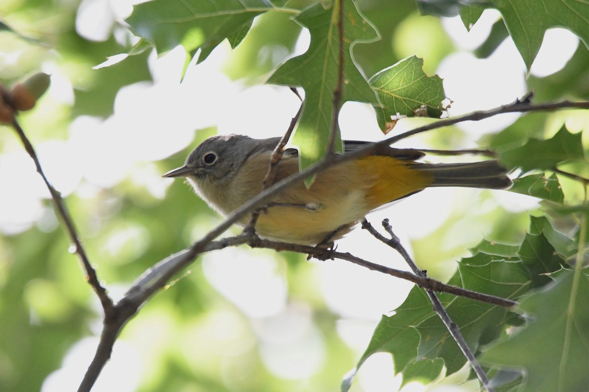 Colima Warbler - Jerry Chen