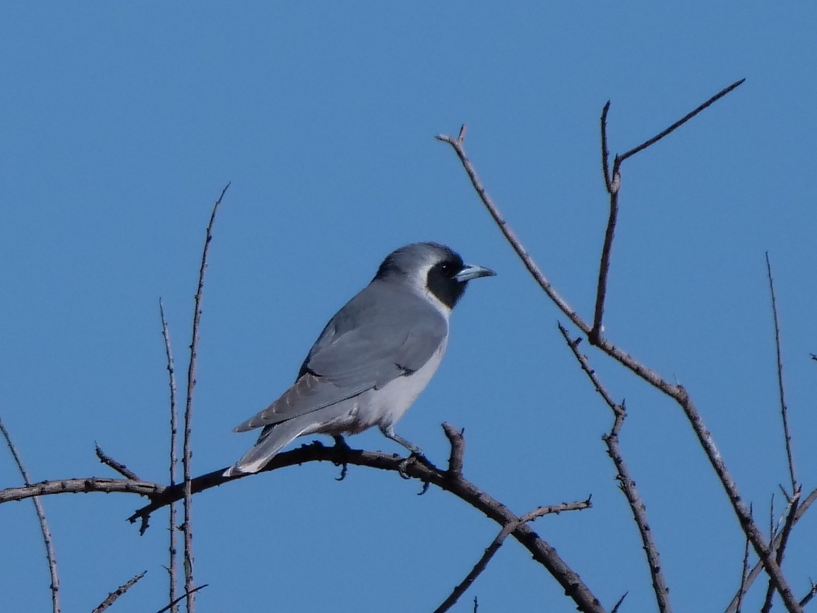 Masked Woodswallow - ML175669771