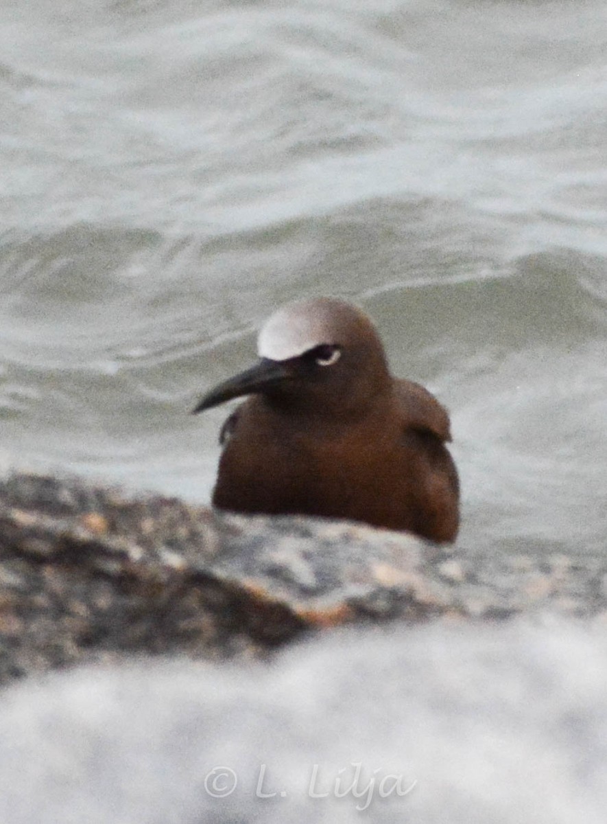 Brown Noddy - Lorri Lilja