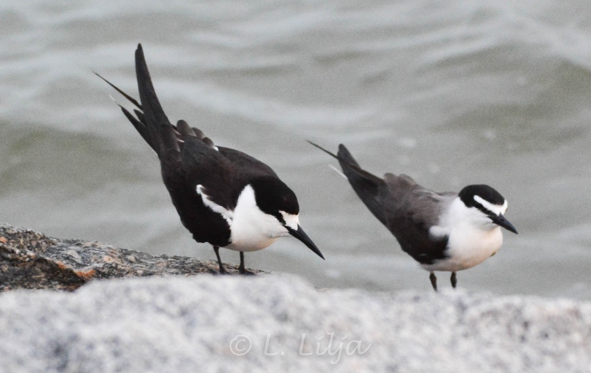 Sooty Tern - Lorri Lilja