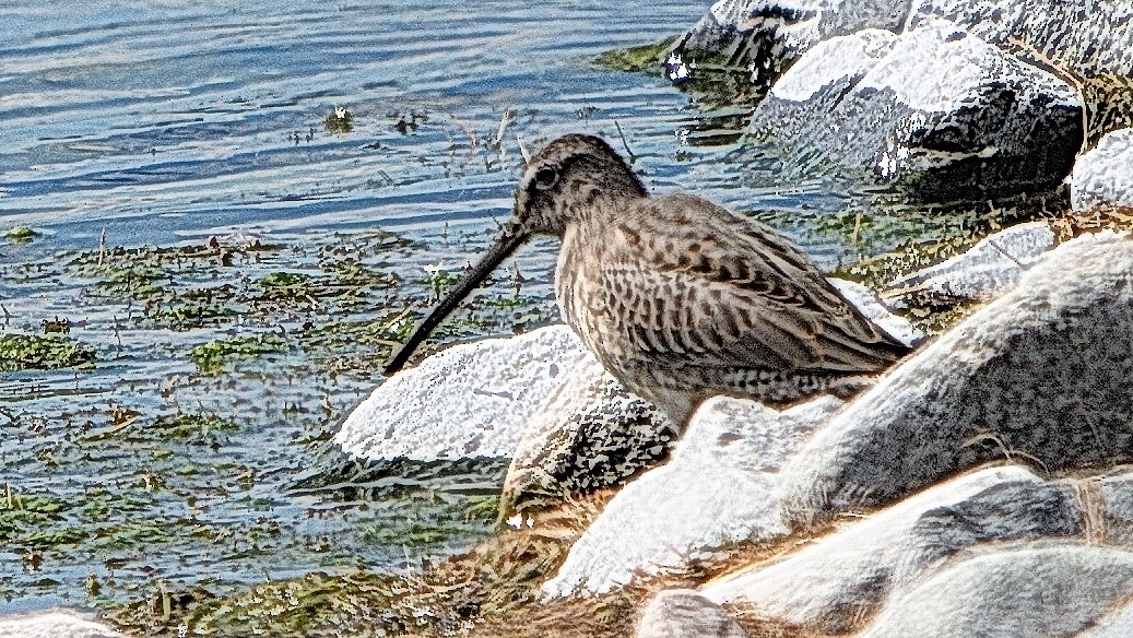 Long-billed Dowitcher - ML175672001