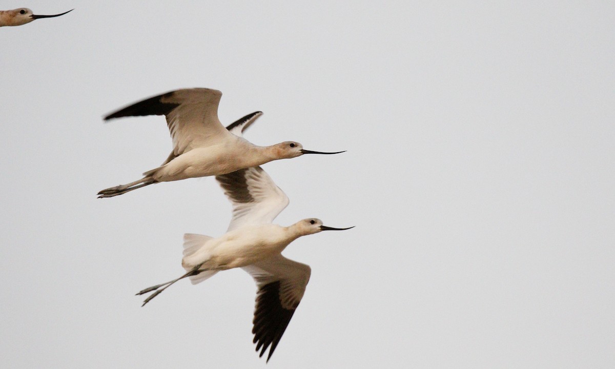 American Avocet - ML175673531