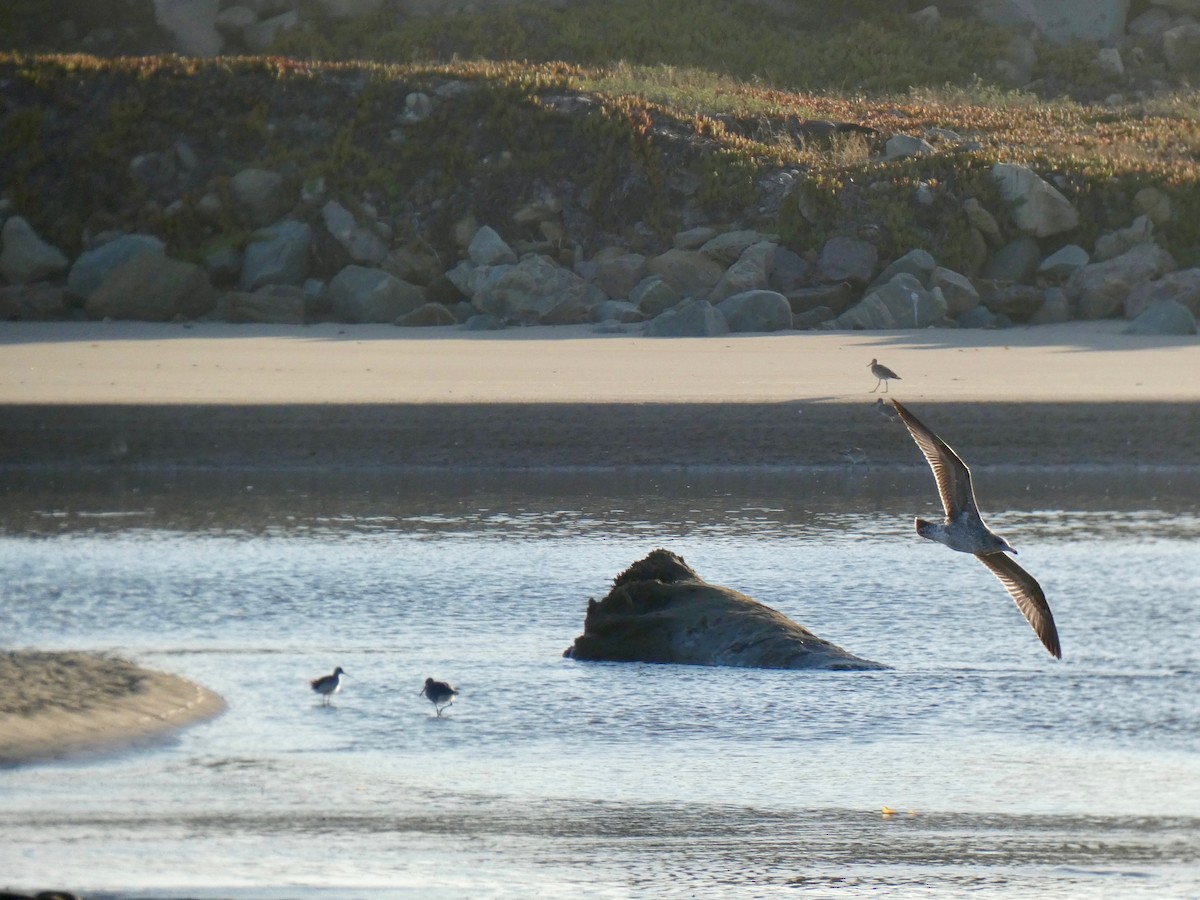 California Gull - ML175673641