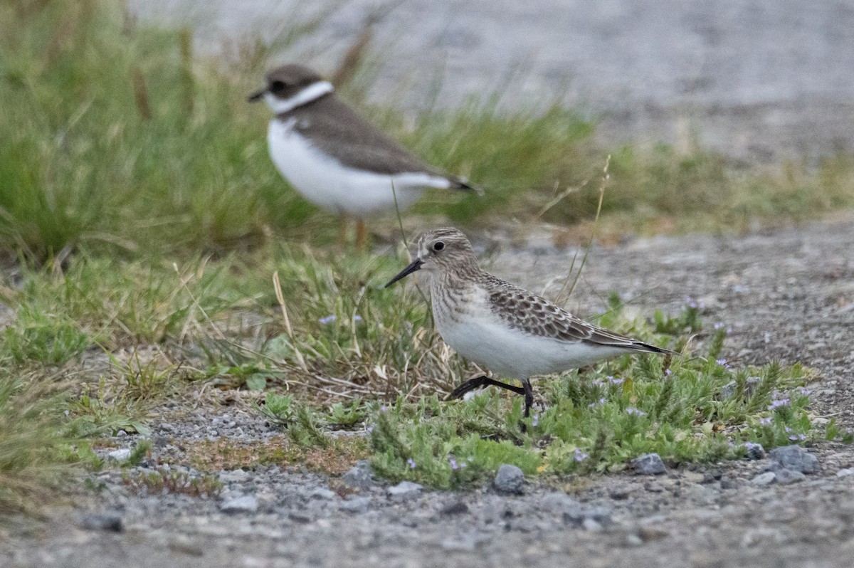 Baird's Sandpiper - Donald Dixon