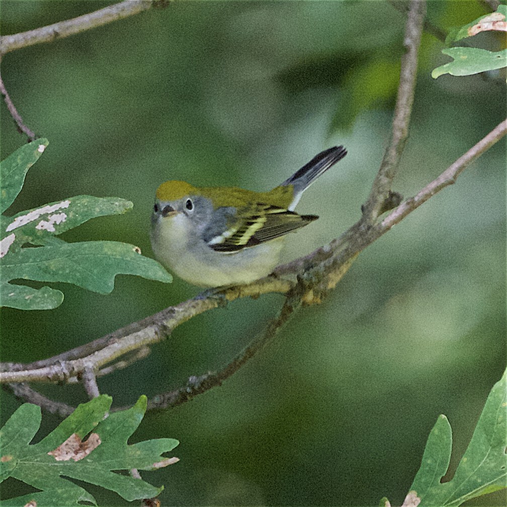 Chestnut-sided Warbler - ML175675891