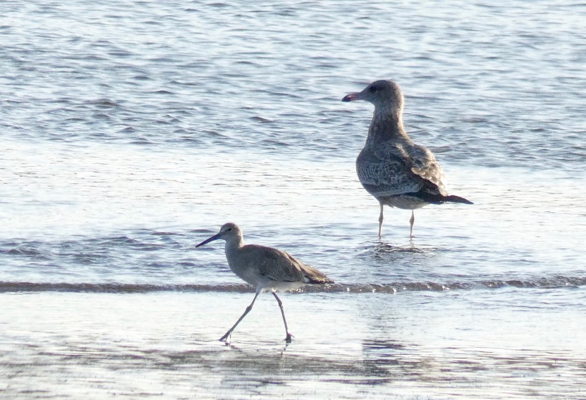 California Gull - ML175676371