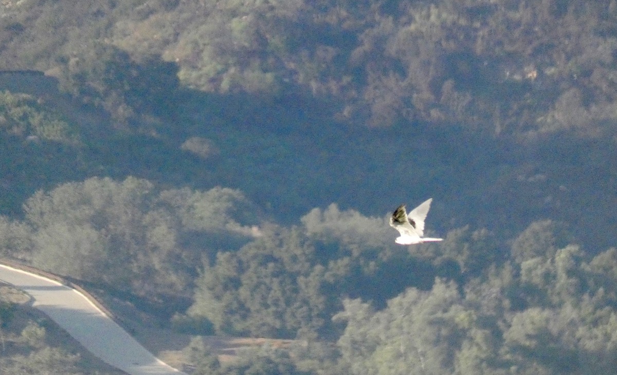 White-tailed Kite - ML175676741
