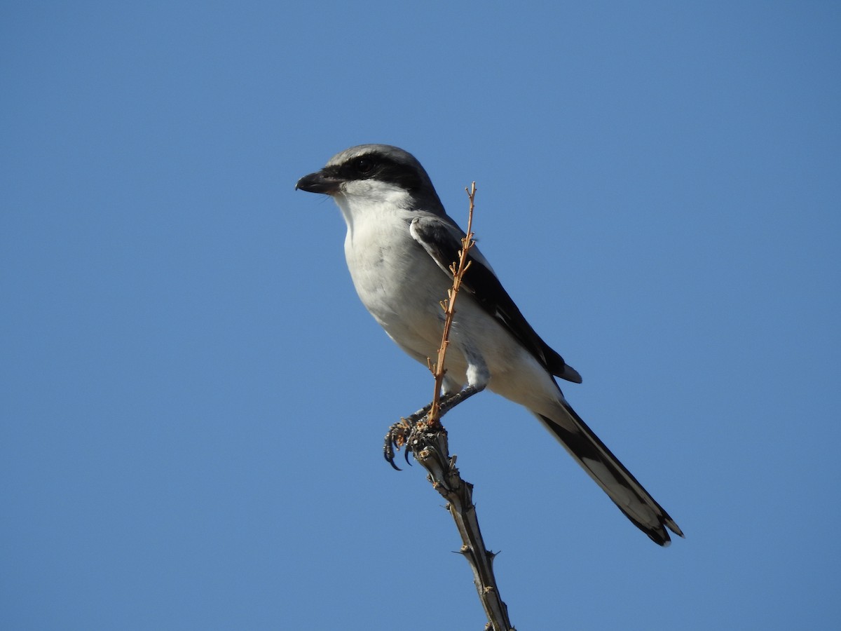 Loggerhead Shrike - ML175677811