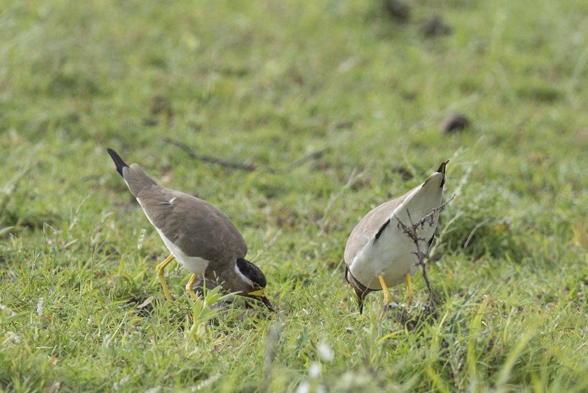 Yellow-wattled Lapwing - ML175678391