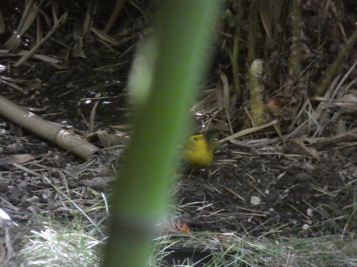 Wilson's Warbler - ML175678631