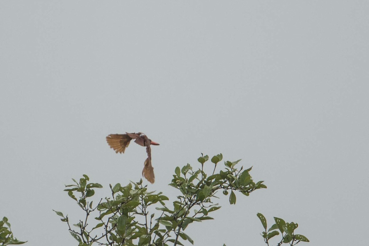 Ruddy Kingfisher - ML175679131