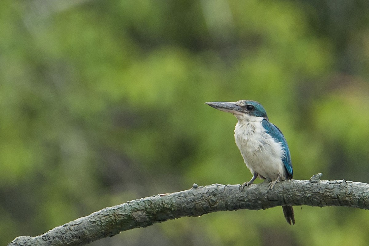 Collared Kingfisher - ML175679281