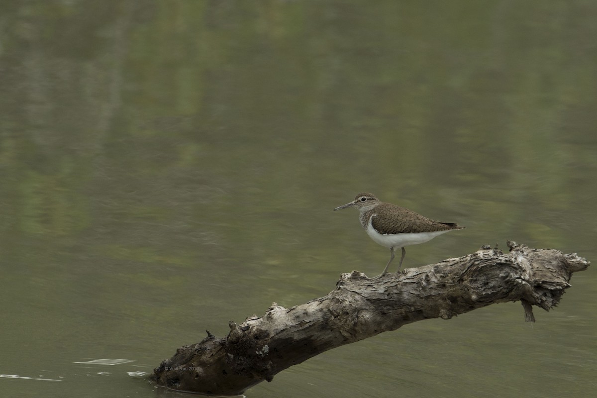 Common Sandpiper - VINIT RAU