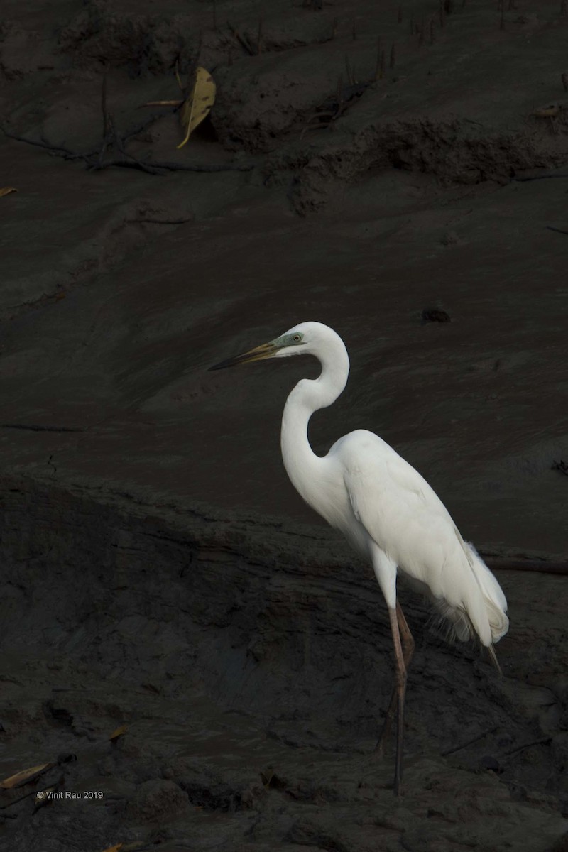 Great Egret - ML175679551