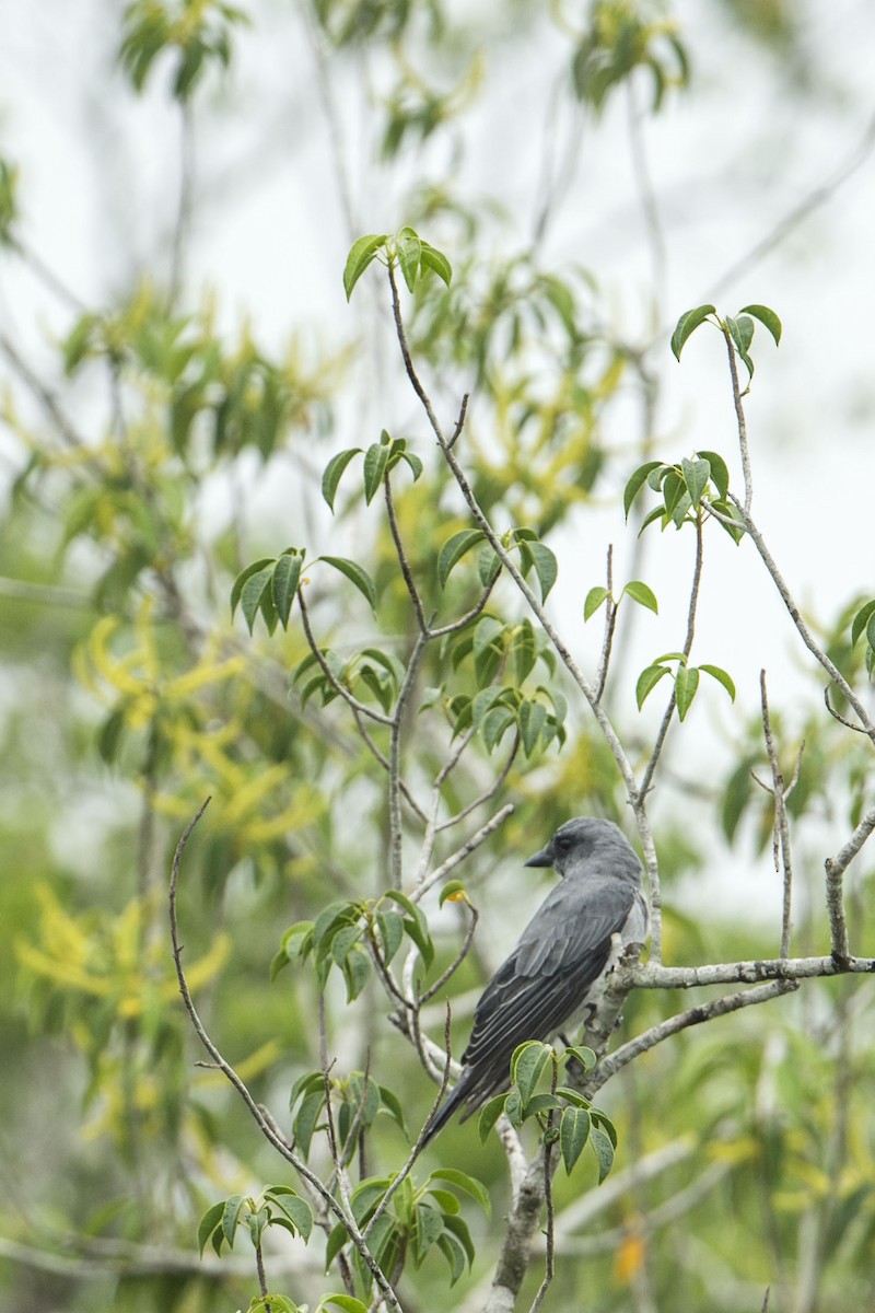 花翅山椒鳥 - ML175679991