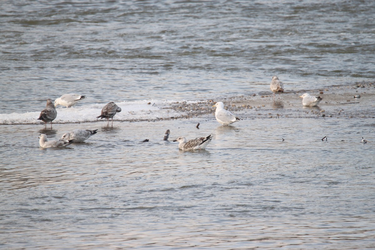 Great Black-backed Gull - ML175680101