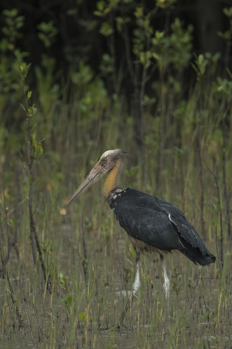 Lesser Adjutant - ML175680111