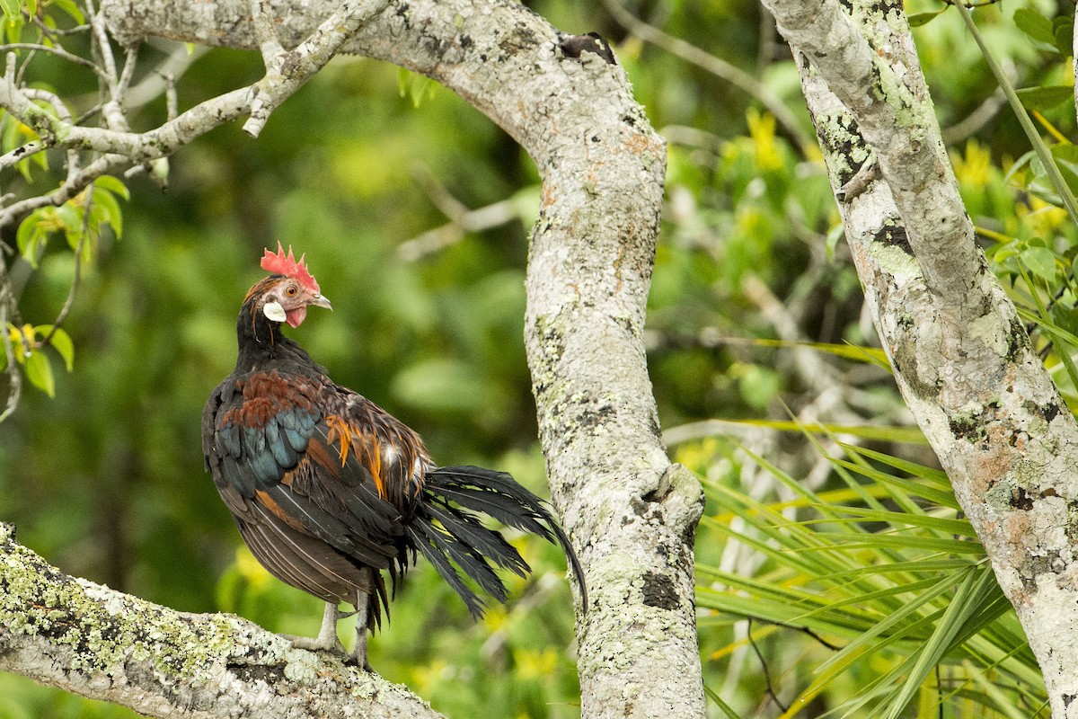 Red Junglefowl - ML175680301