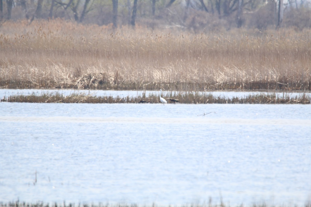 White-faced Ibis - ML175680351