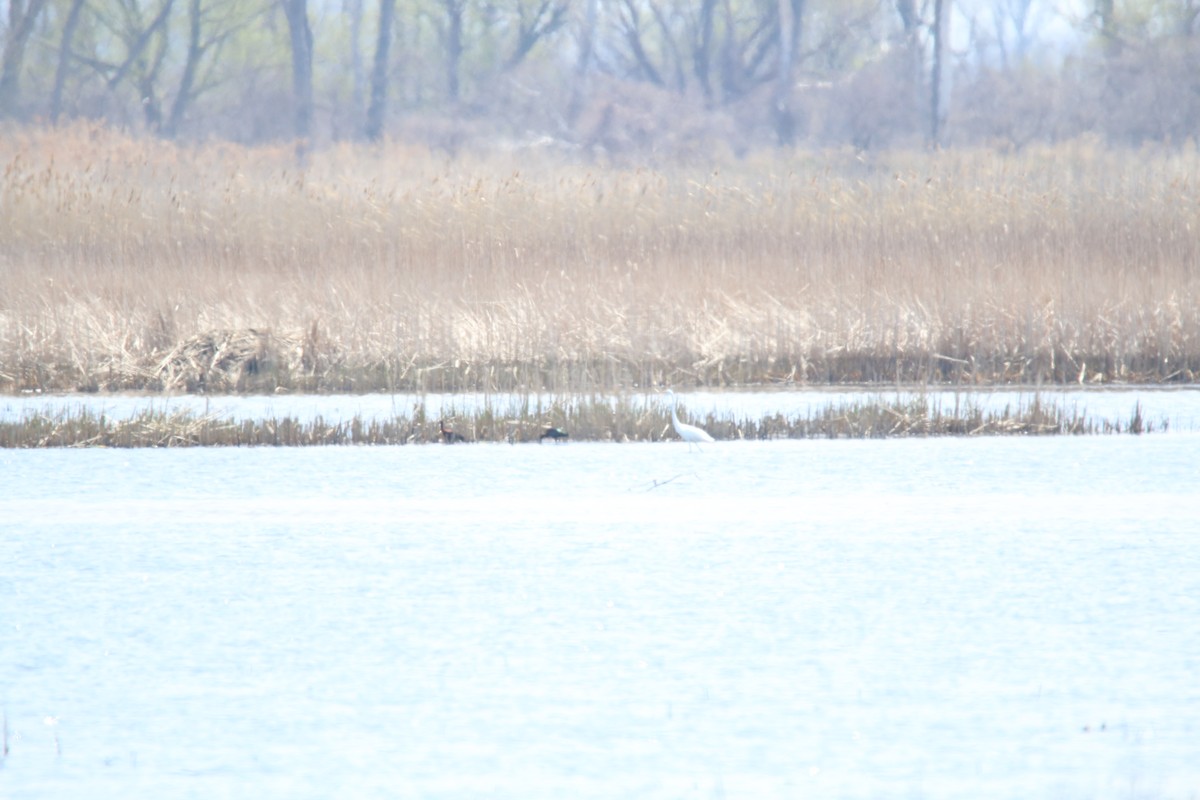 White-faced Ibis - ML175680371