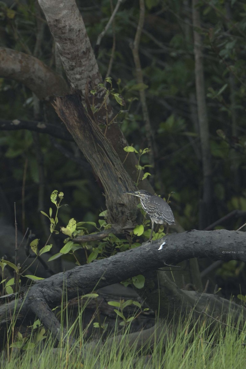 Striated Heron - ML175680421