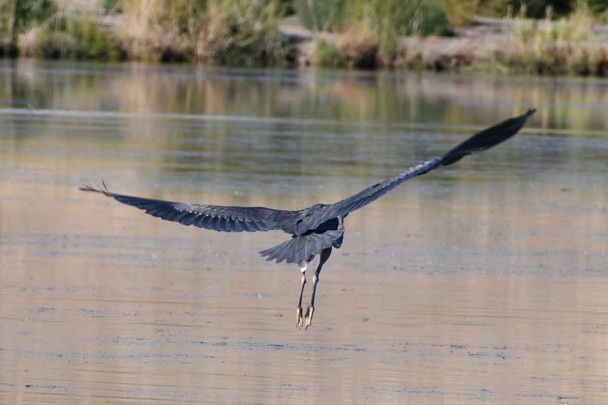 Great Blue Heron - Steve Hawes