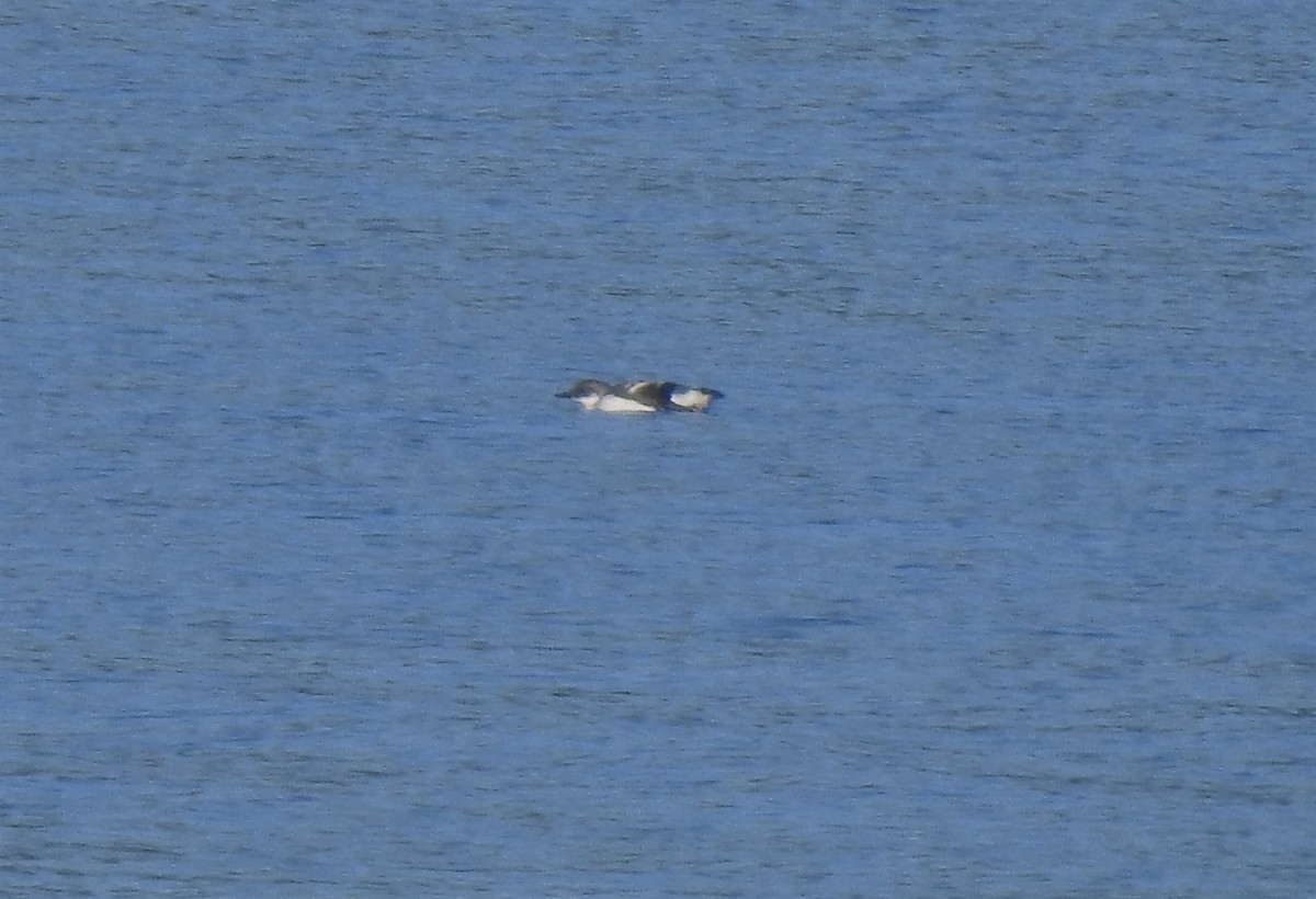 Pigeon Guillemot - ML175684461