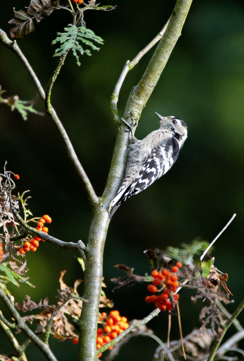 Lesser Spotted Woodpecker - Finn Engels