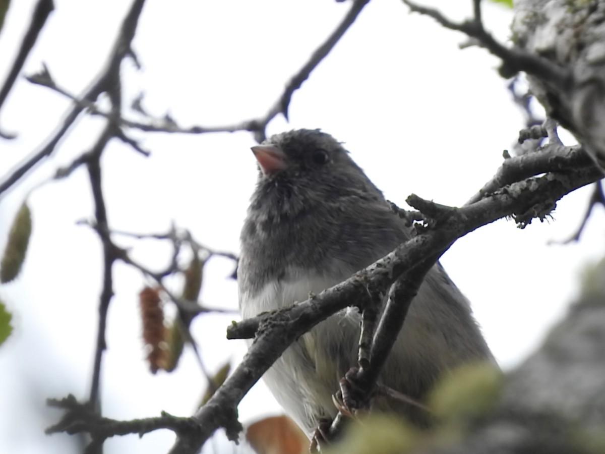 Dark-eyed Junco - ML175685661