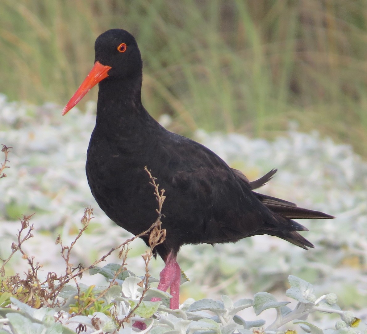 Sooty Oystercatcher - George and Teresa Baker
