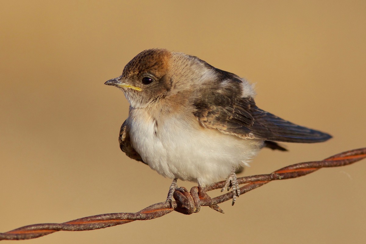 Fairy Martin - Keith Morris