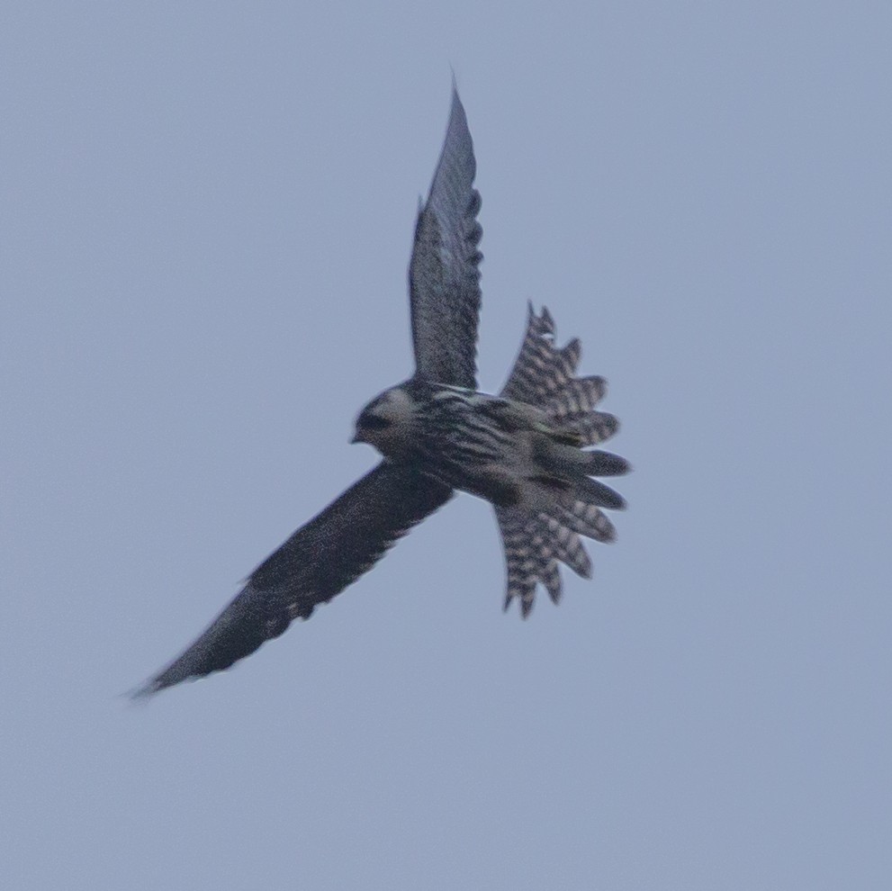 Eurasian Hobby - ML175686761
