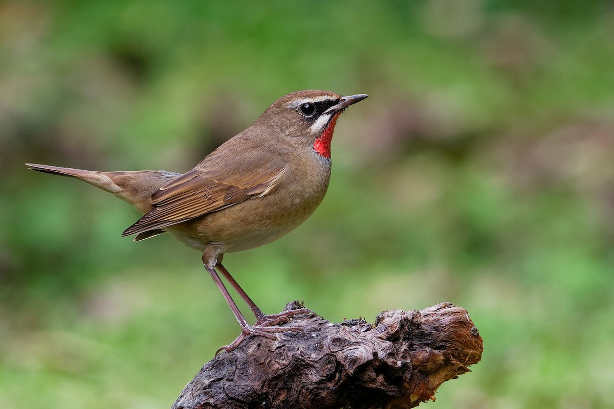 Siberian Rubythroat - ML175687171