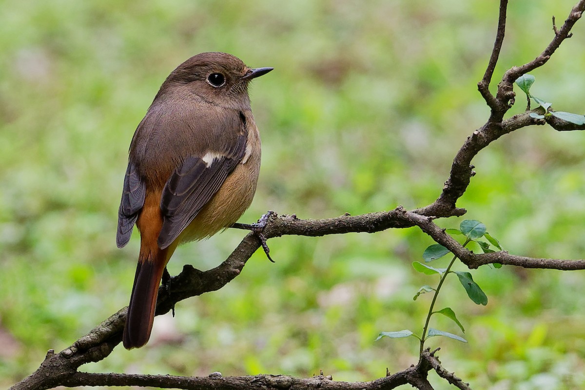 Daurian Redstart - ML175687211