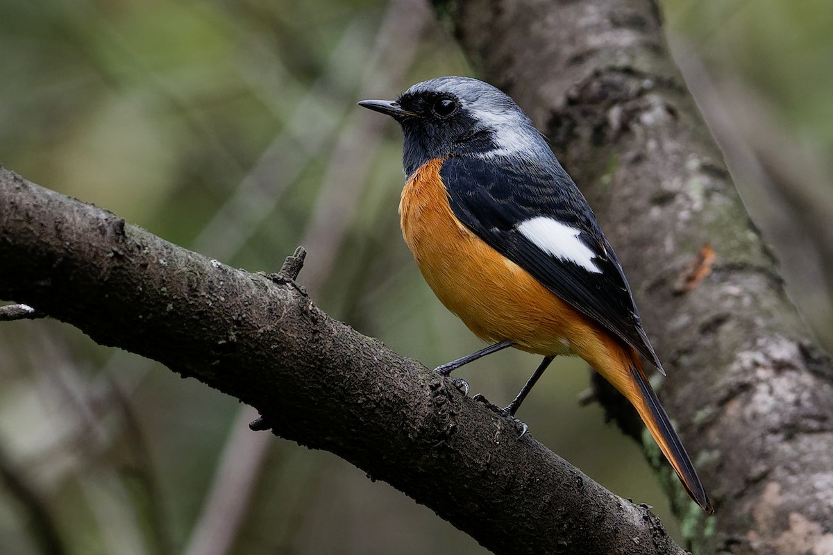 Daurian Redstart - ML175687221